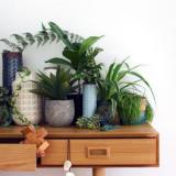 selinesteba.com - green-via-we-are-scoutcom