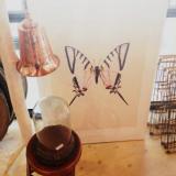 selinesteba.com - img-6811