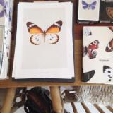 selinesteba.com - img-6965