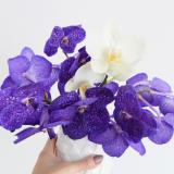 selinesteba.com - orchidee03.jpg