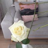 selinesteba.com - witte roos 02.JPG